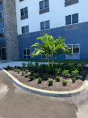 Commercial property landscape installation with shrubs and shade trees