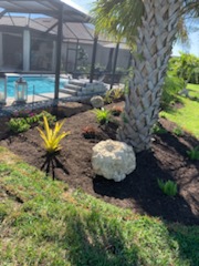 Tropical poolside landscape design with palms and mulch beds