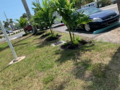 Row of newly planted palm trees along front yard