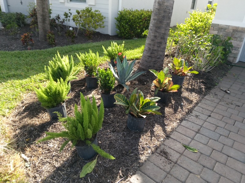 Tropical plant layout and prep before installation in Fort Myers