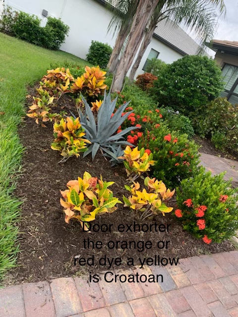 Tropical landscape bed with croton, agave, and ixora plantings
